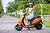Xe ga 50cc Zipi